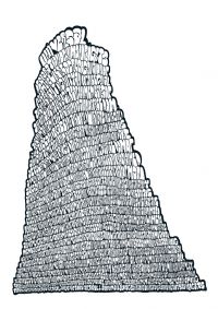 Law’s Pluralities